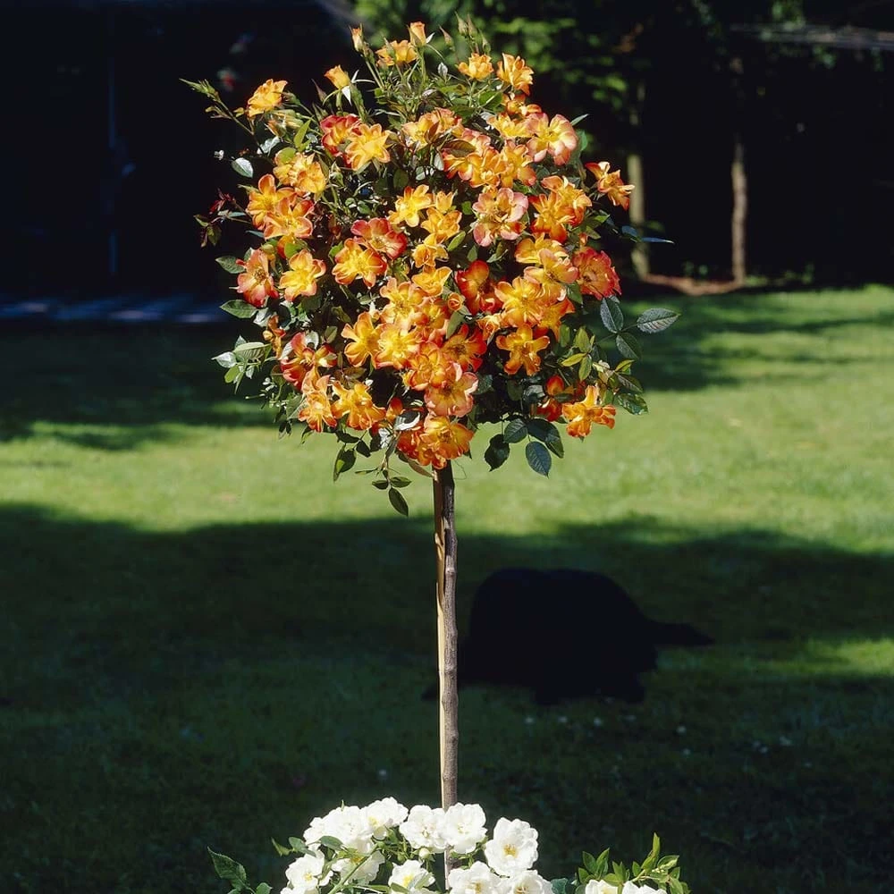 'Warm Welcome' Climbing Rose