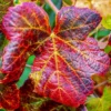 Ornamental Grape Vine | Vitis 'Brant'