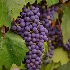 'Regent' Grape Vine