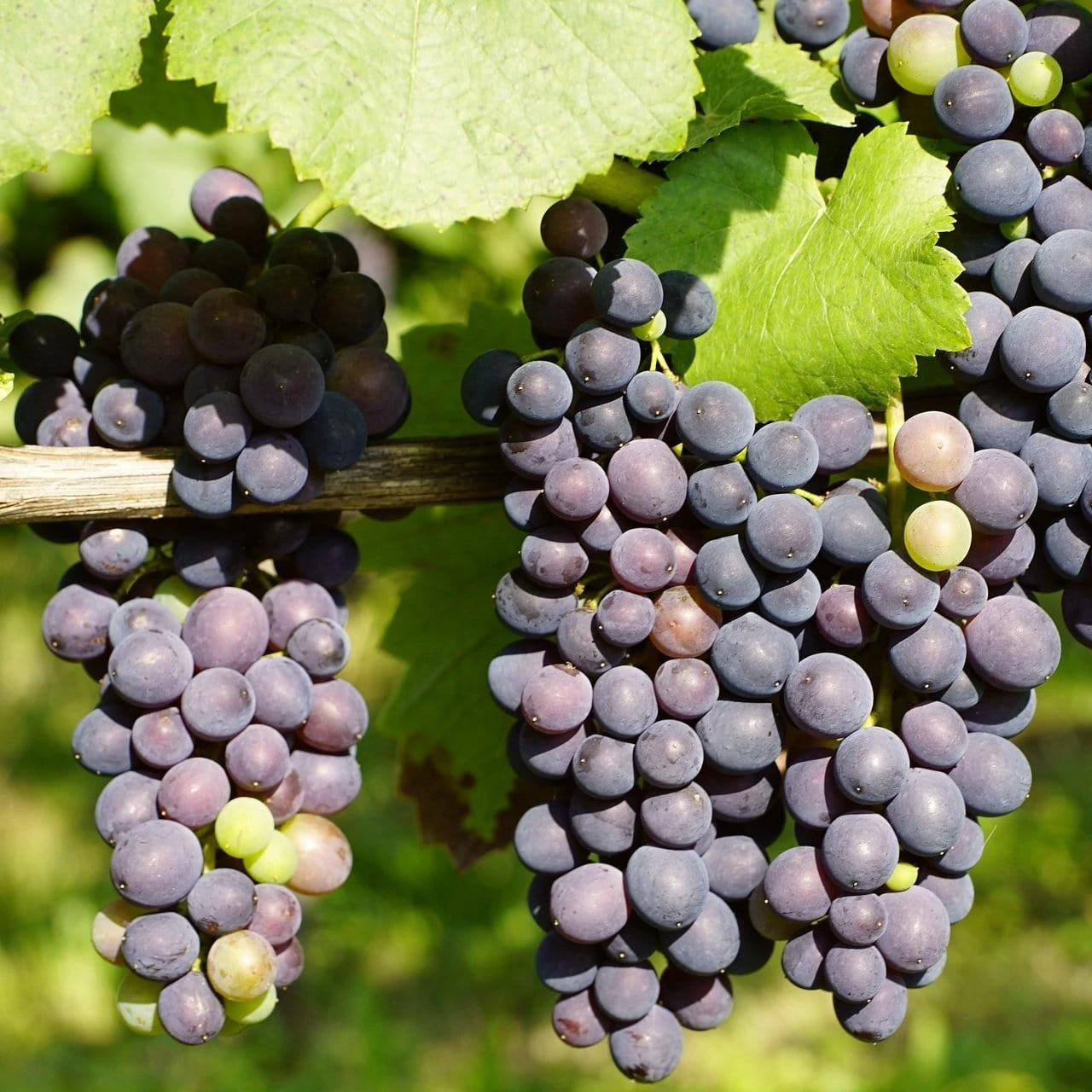 'Regent' Grape Vine - Image 2