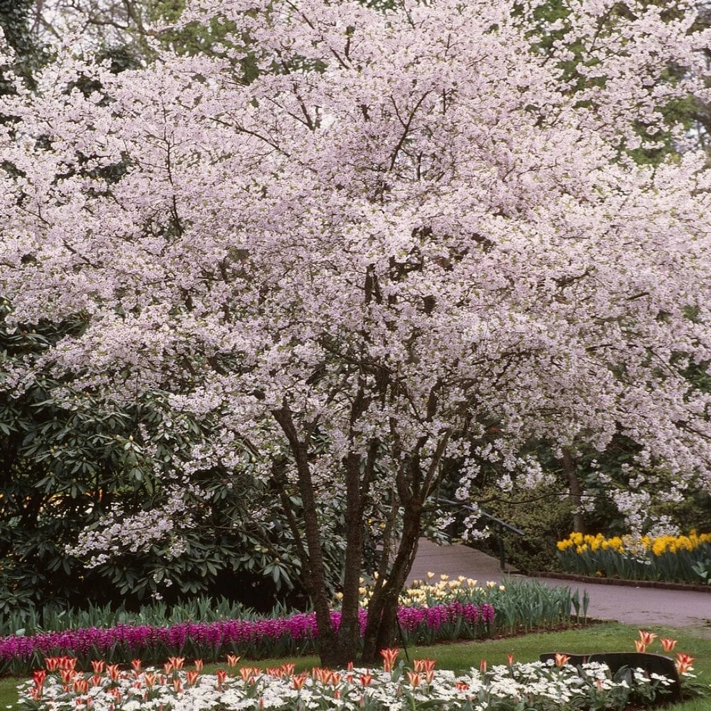 White Winter Flowering Cherry Tree | Prunus Subhirtella 'Autumnalis'