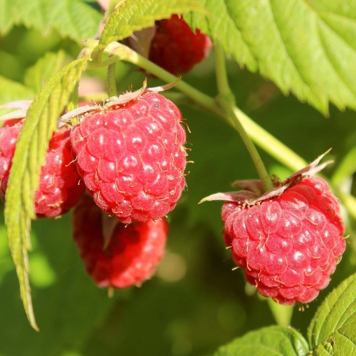 'Yummy' Patio Raspberry Plant - Image 5