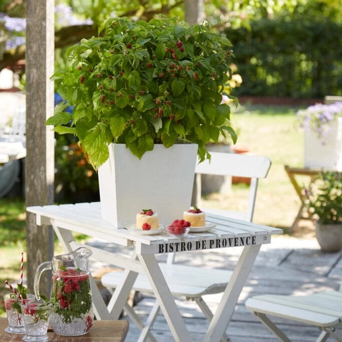 'Yummy' Patio Raspberry Plant - Image 2