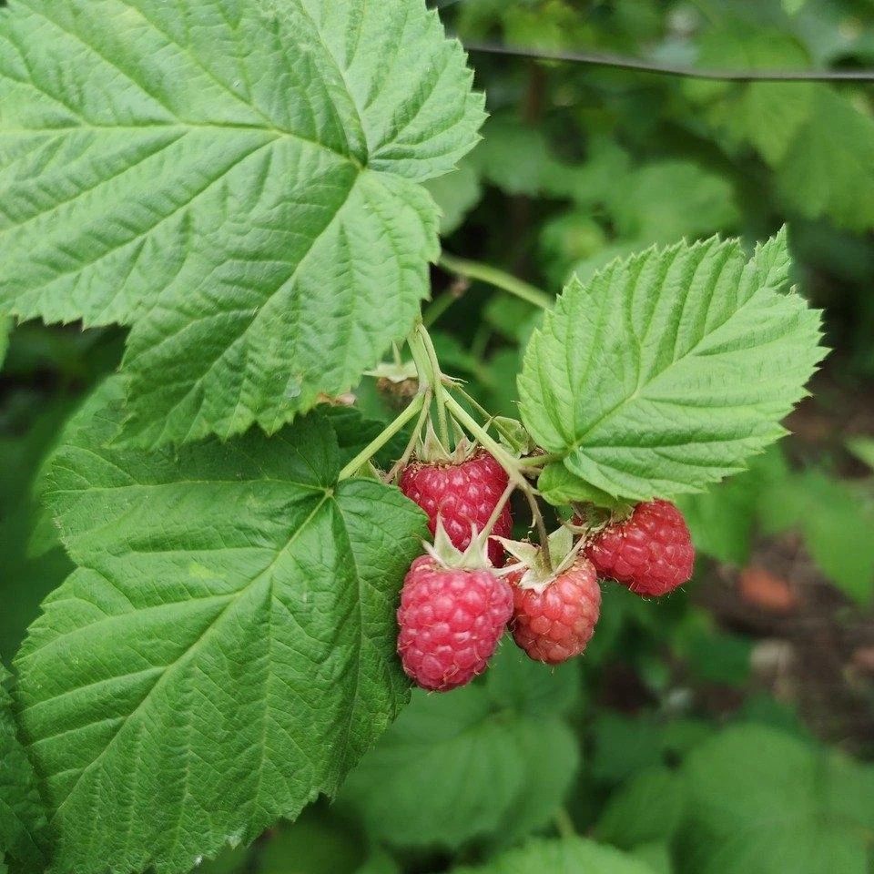 'Yummy' Patio Raspberry Plant - Image 3